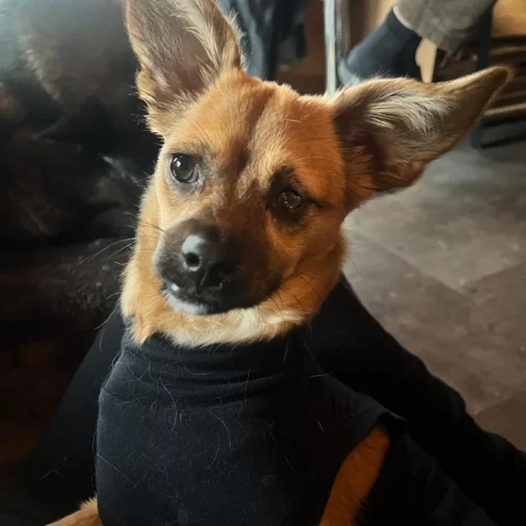 portrait chien marron avec pull