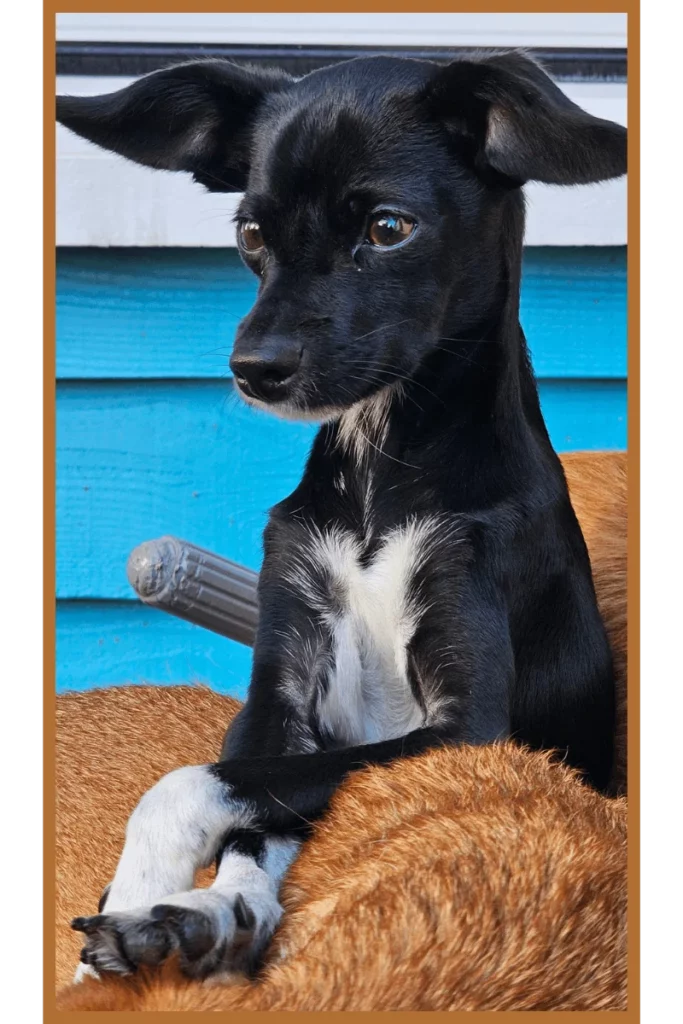 Rico Acadpattes portrait2