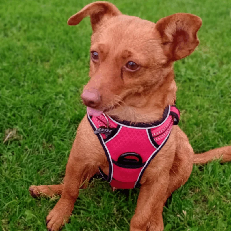 Balade et garde de chien à domicile à Angoulême par l’équipe À Quatre Pattes, chien en harnais rose lors d’une promenade personnalisée en extérieur.