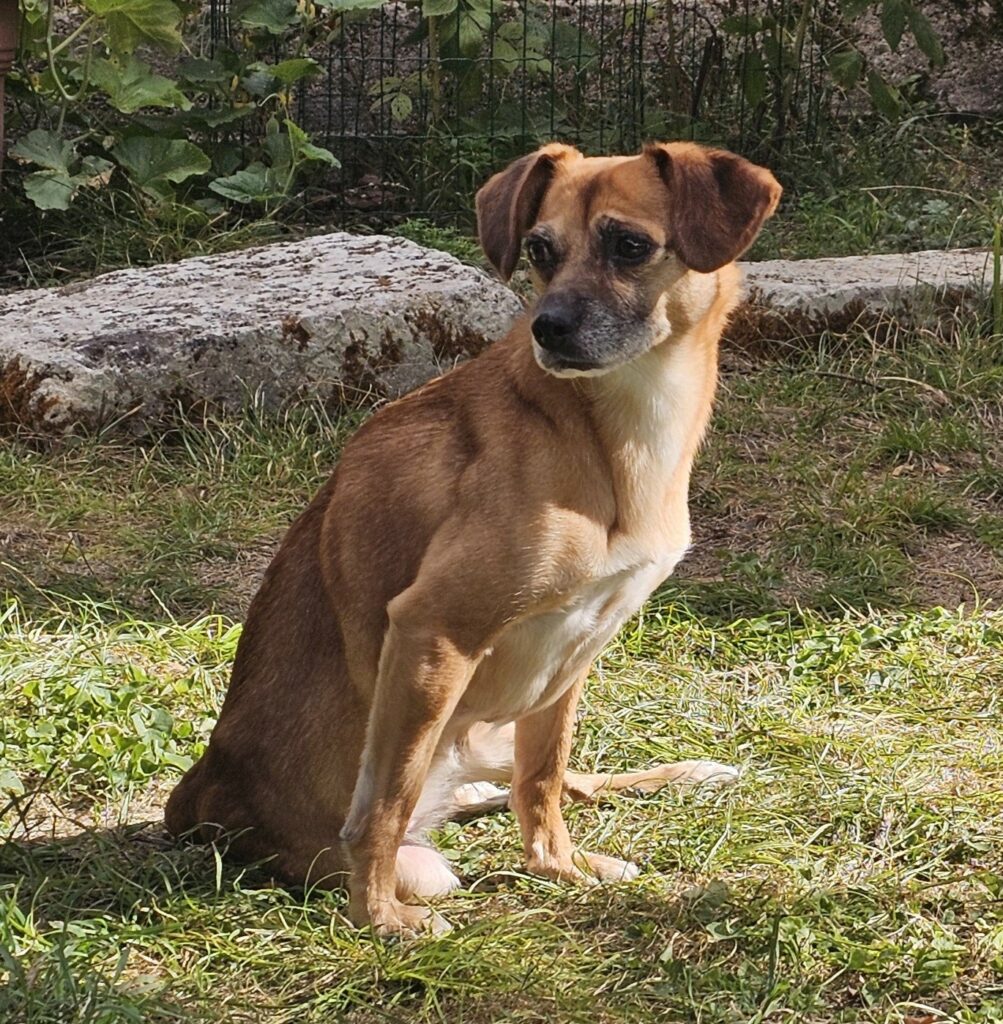 Nasuca AcadPattes petit chien marron paraplégique assis sur l'herbe