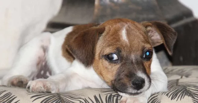 Albus-AcadPattes-photos-_3_ (1)